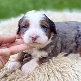 S’more (black collar) - Blue merle male Bernedoodle puppy in Colorado Springs, Colorado from Mercy Mountain Bernedoodles