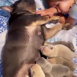French Bulldog Puppies from @yarathefrenchie