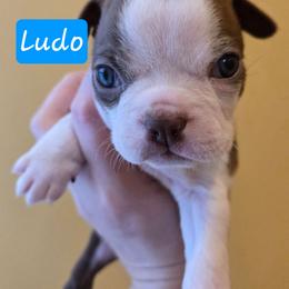 Ludo - Red male Boston Terrier puppy in Omaha, Illinois from Puppi Guppies