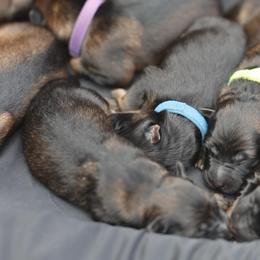 Gray Collar - Sable male German Shepherd puppy in Prospect, Connecticut from Di Massimo Canile