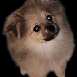 Girl 4 - Cream sable female Pomeranian puppy in Turnersville, New Jersey from MK Exquisite Poms