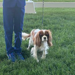 Bree - Cavalier King Charles Spaniel