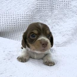Ruby - Piebald female Dachshund puppy in Gold Canyon, Arizona from Silverking Kennels
