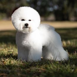 Bichon Frises from Siren Bichon Frise