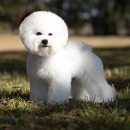 Bichon Frises from Siren Bichon Frise