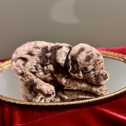 Cupid - Merle male Labradoodle puppy in Candler, North Carolina from Maple Bakin’ Doodles