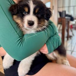 Norman - Black tri-color male Australian Shepherd puppy in Landenberg, Pennsylvania from Aussie4Life