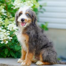 Shawn - Blue merle male Bernedoodle puppy in Dundee, Ohio from Down Home Doodle