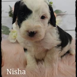 Nisha - Black and white female Sheepadoodle puppy in Farley, Iowa from Iowa's Doodle Co.