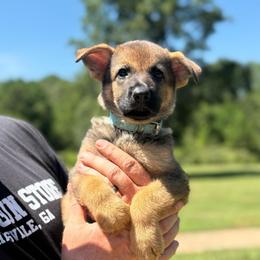 Ella - Sable female German Shepherd puppy in Murrayville, Georgia from Vom Clark’s German Shepherds