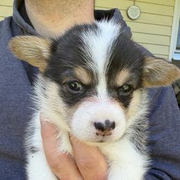 Yellow - Black and tan female Pembroke Welsh Corgi puppy in Cumming, Georgia from Cottage Hill Corgis