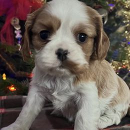 Flo girl - Blenheim female Cavalier King Charles Spaniel puppy in Danville, Pennsylvania from RoaringCreek