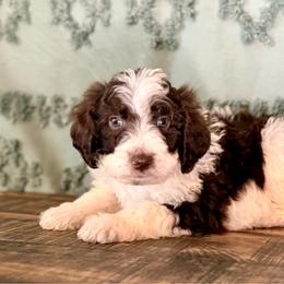 Koda - Brown and white male Aussiedoodle puppy in Charleston, Arkansas from Lazy S Aussies