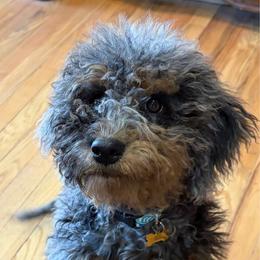 Poppy - Merle female Goldendoodle puppy in Spokane, Washington from Goldendoodles on the Prairie
