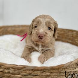 Lace - Caramel female Australian Labradoodle puppy in Morgan Hill, California from Loving Labradoodles