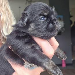 Danny - Black and tan male Shih Tzu puppy in Lancaster, Ohio from Wandering Tzu