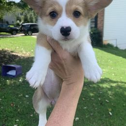 Girl 3 - Pembroke Welsh Corgi puppy in Cumming, Georgia from Carter’s Corgis LLC