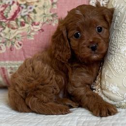 Luna- Pink collar - Red female Cavapoo puppy in Beckley, West Virginia from By Design Doodles
