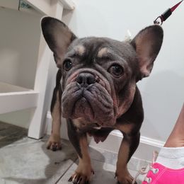 London - French Bulldog