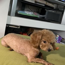 Ember - Yorkipoo