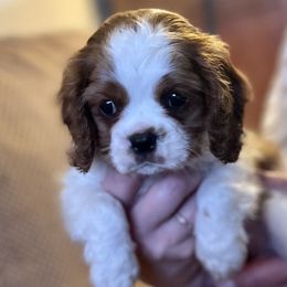 Cavalier King Charles Spaniels from Troester Basin Farm