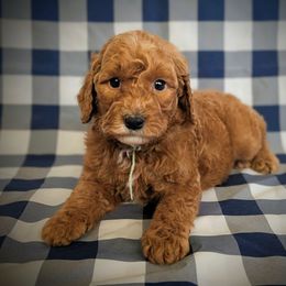 Oh Book - Red  male Goldendoodle puppy in Coarsegold, California from Hobbit Hollow Acres