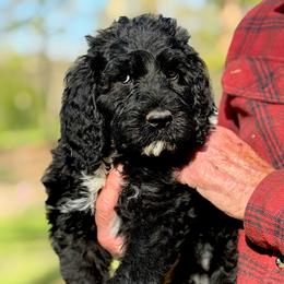 Poppy-red collar - Black female Saint Berdoodle puppy in Paw Paw, Michigan from ProAct Canines
