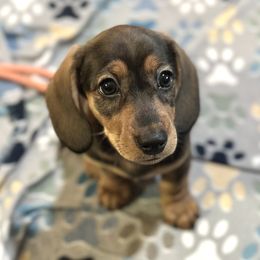 R.T. (Roasted Turkey) - Red male Dachshund puppy in Austin, Texas from Duchess Daphne's Doxie Empire