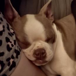 Boston Terriers from Campos Farms