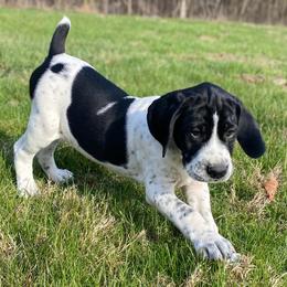 Captain - Black and white male German Shorthaired Pointer puppy in Hot Springs, Virginia from Thunder Mountain Gun Dogs