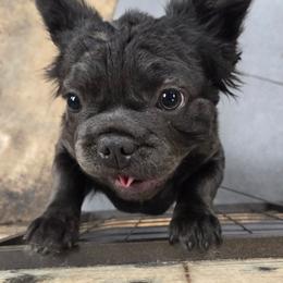 French Bulldog puppies from Fuzzy Angels