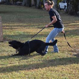 German Shepherd puppies from Cane Sportivo