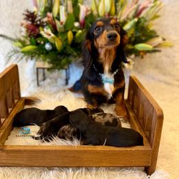 Misty - Dachshund