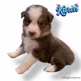 KAREN - Red Tri Female - Red tri-color female Australian Shepherd puppy in Gainesville, Texas from Lady Luck Aussies