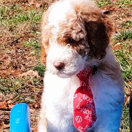 Miser - Labradoodle puppy in Statesville, North Carolina from Labradoodles of the Foothills