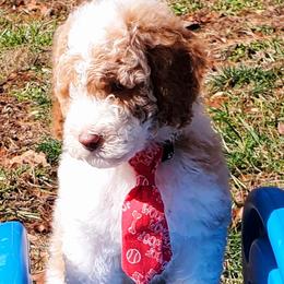 Miser - Labradoodle puppy in Statesville, North Carolina from Labradoodles of the Foothills