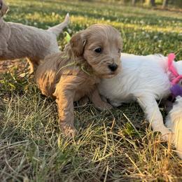 Redeemed - Lime collar girl - Red  female Goldendoodle puppy in Ruthorfordton, North Carolina from Duncan Doodles Goldendoodles