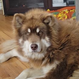 Aspen - Alaskan Malamute