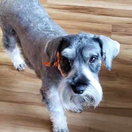 Somber - Miniature Schnauzer