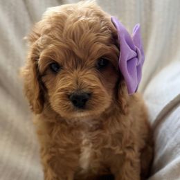 Honey - Red and white female Cockapoo puppy in Ville Platte, Louisiana from The Barkery