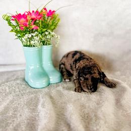 Bluebell (Bell) - Merle female Labradoodle puppy in Elizabeth City, North Carolina from Howdy Doodles