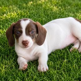 Wish - Chocolate and cream female Dachshund puppy in Lexington, Oklahoma from BooneDox Miniature Dachshunds