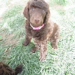 Orange, Yellow, or Pink - Brown female Poodle puppy in Ryegate, Montana from Big Sky Poodles