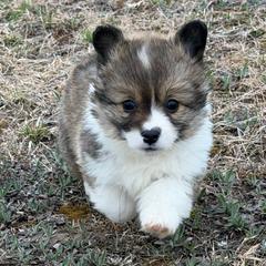 London FLUFFY - Sable female Pembroke Welsh Corgi puppy in Fairchild, Wisconsin from Reigning Corgis