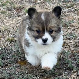 London FLUFFY - Sable female Pembroke Welsh Corgi puppy in Fairchild, Wisconsin from Reigning Corgis