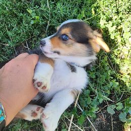 Pembroke Welsh Corgi Puppies from Gemmrig Farm