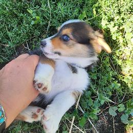 Pembroke Welsh Corgi Puppies from Gemmrig Farm