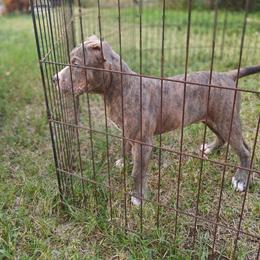 Antares boy 2 - Blue brindle male American Bully puppy in Phoenix, Arizona from Superstes Guard