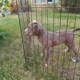 Antares boy 2 - Blue brindle male American Bully puppy in Phoenix, Arizona from Superstes Guard