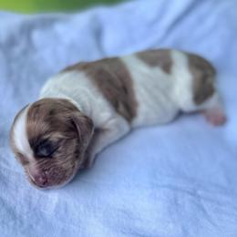 Whisky - Brown white and tan female Cocker Spaniel puppy in Floyds Knobs, Indiana from Sweet Tails